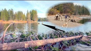 12-1-24 Lake Siskiyou a week later. Stumps underwater!