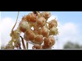 cuscuta europaea parasitizes grows on chondrilla juncea