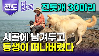 [전남 진도] 개 만지지도 못하는데.. 동생이 키우던 진돗개 30마리 외면할 수 없어서 시골로 내려와 교통사고로 주인 잃은 강아지들과 10년째｜#한국기행 #방방곡곡