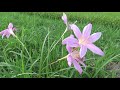 彼岸花：日本の水田に咲く　福岡2021散歩cluster amaryllis blooming in rice fields in japan fukuoka 2021 walk