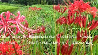 彼岸花：日本の水田に咲く　福岡2021散歩Cluster amaryllis: Blooming in rice fields in Japan Fukuoka 2021 walk