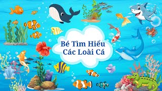 Bé Học Các Loài Cá| Tổng hợp 40 loài cá biển và cá nước ngọt| Song ngữ Anh - Việt| Cá Mập, Cá Hề