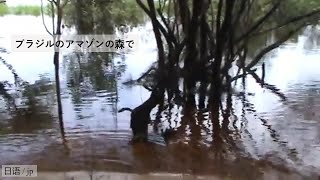 ブラジルのアマゾン熱帯雨林-アマゾンの風景