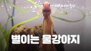 물강아지 베타 별이