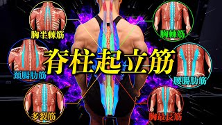 【筋トレ】脊柱起立筋のすべてを置いてきた動画。