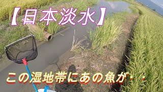 【日本淡水】 がさがさで川散策　国内希少野生動植物指定種　カワバタモロコ