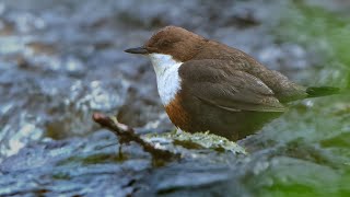 Three Minutes With A Dipper