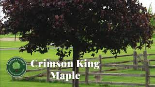 Crimson King Maple