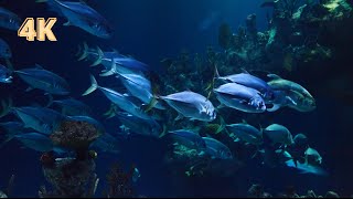Aquarium magnifique 4k + musique zen, relaxation, relaxante' - Récifs de corail et poissons