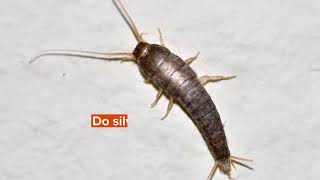 What Do Silverfish Eat? Here's How To Prevent Damage