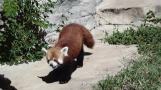 Red Panda - At The Zoo 4K - St. Louis Zoo