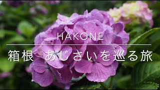 【鉄道動画】HAKONE　箱根　あじさいを巡る旅