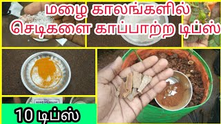 மழை காலங்களில் செடிகளை எப்படி பாதுகாப்பது (ம)பராமரிப்பு how to protect plant in rainy season