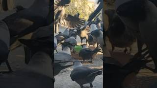 野生のカラスの狂った群衆 野生生物 鳥や動物の音 自然の音 カラス 鳴く音 #鳥の鳴き声 #カラスの鳴き声 #自然の音  #ショートパンツ