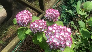 【紫陽花図鑑】#ジャバニューミカコ　hortensia 　พืชไม้ดอกขนาดใหญ่　 microphylla Japanese Mikako 相模原北公園　相模原市緑区