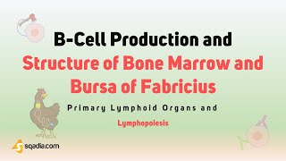 Primary Lymphoid Organs and Lymphopoiesis - B-Cell Production and Structure of Bone Marrow