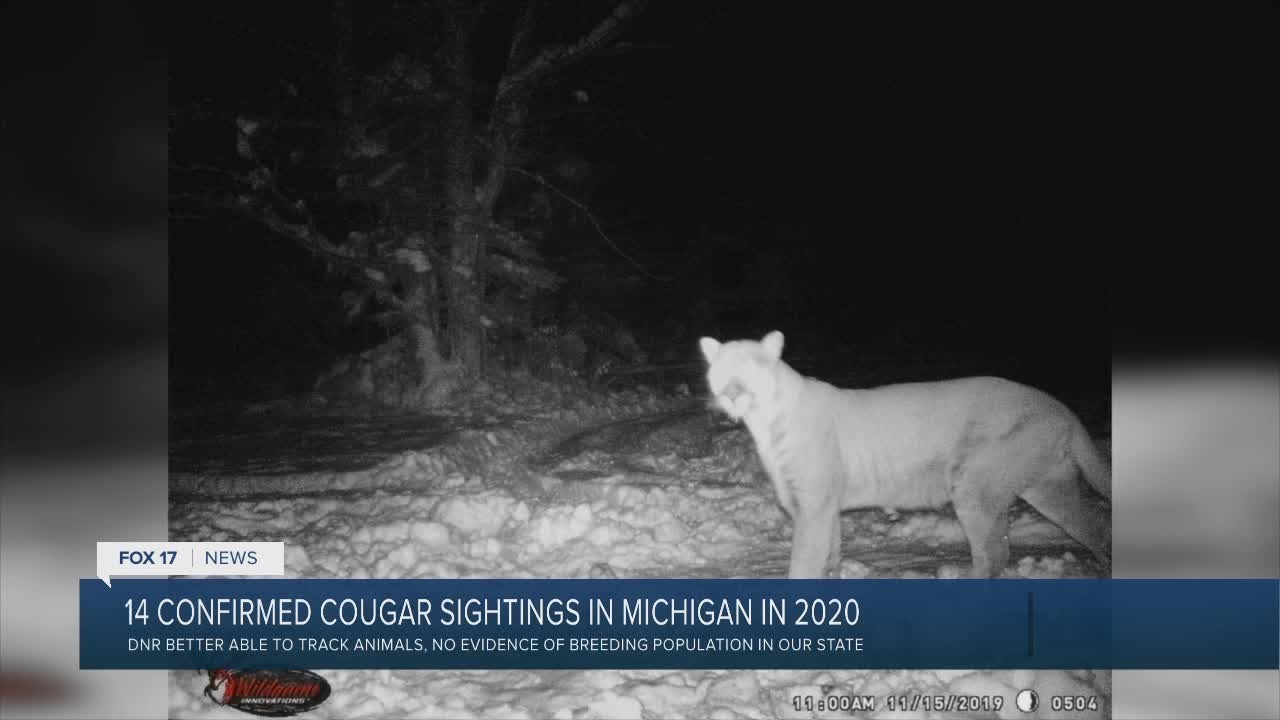 14 Confirmed Cougar Sightings In Michigan In 2020 - YouTube