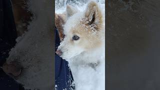 大雪でも厳しい表情でパトロールする番犬たち #愛犬