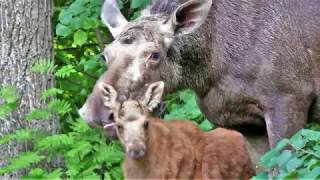 Лосиха с маленькими лосятами в Заречном 17.06.2018 + 3 сонатки Д. Чимарозы (Е. Сойфертис, ф-но)