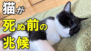 死の兆候を見逃さないで！猫が死ぬ直前に見せる8つのサイン【保護猫】