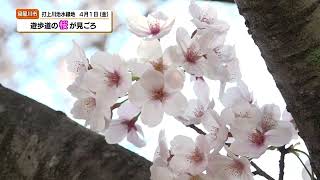 【寝屋川市】打上川治水緑地の桜【つながるNews　2022年4月5日放送】