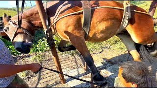 Trim Horse Hoof, Farrier nearly got hurt! Dangerous work