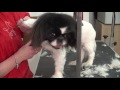 pekinese hundesalon mußielda hundesalon hundefriseurin in rastatt gaggenau