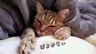 猫のぽよ♂じぃ湯たんぽ抱え込んで睡眠中