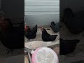 닭소리 들으며 목요일 출근. 꼬끼오. kkokkio chicken.