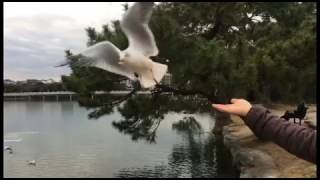 野鳥に餌やり