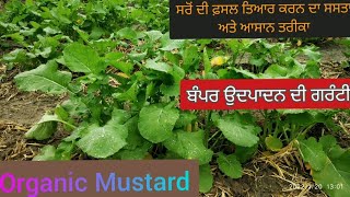 organic mustard crop ਕੁਦਰਤੀ ਤਰੀਕੀਆ ਨਾਲ ਸਰੋਂ ਦੀ ਖੇਤੀ ਕਿਵੇਂ ਕਰੀਏ ਤਾਂ ਜ਼ੋ ਮਿਲੇ ਵੱਧ ਤੋਂ ਵੱਧ ਪੈਦਾਵਾਰ