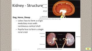 CLASS 69  KIDNEY AND ITS FUNCTIONS VO KPSC 2024 25