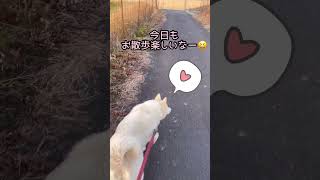 いつもの散歩？ #大型犬散歩 #大型犬のいるくらし #散歩 #大型犬の日常 #癒し