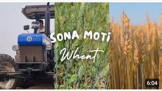 Sona Moti Gehu | Sona Moti Wheat Farming | Sona Moti #Wheat #SonaMoti #satisfying