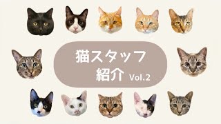 猫スタッフ紹介vol.2 #暖猫#里親募集 #保護猫カフェ