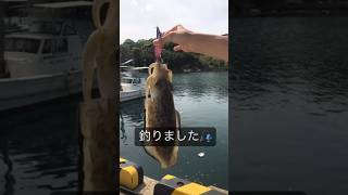 【エギング】ムラムラチェリーのエギで紋甲イカを釣って喜ぶ宮田んちのパパ！1.2キロ　長崎県