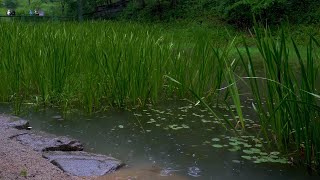 비오는날 연못 품은 울창한 공원 빗소리 자연의 소리 자장가 불면증 ASMR