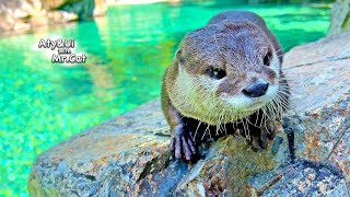 キャンプにはしゃぎすぎて子供みたいな失敗をするカワウソ [Otter Life Day 876]