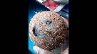 #Two#eyed#Coconut#രണ്ട്#കണ്ണുള്ള#തേങ്ങ#coconut#shorts