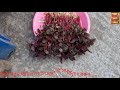 টবে লাল শাক চাষ পদ্ধতি ii how to grow red spinach in pots ii red spinach plant