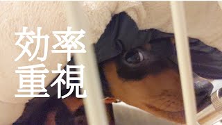 無駄な動きを極力省きたい子犬【ミニチュアピンシャー】Stay home as much as possible