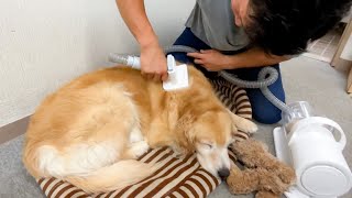 愛犬に癒しグッズを使ったら、一瞬でとろけました