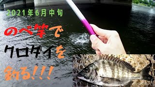 【チヌ】のべ竿で黒鯛を釣る!!!【へち釣り】