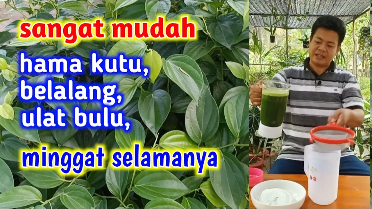 Mudahnya Membuat Pestisida Nabati Dari Daun Sirih! - YouTube