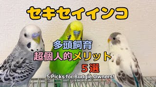 📌【セキセイインコ多頭飼育】超個人的メリット５選！🐦✨ | 5 Personal Picks for Budgie Owners!