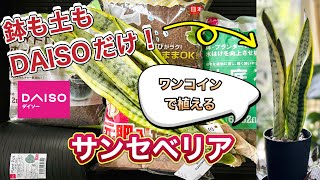 (ダイソー縛り】百均アイテムで植えるサンセベリア【用土選びはここに気をつけて！】