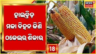 Odisha News I Nuapada News I ହାଇବ୍ରିଡ଼ ମକା ବିହନ କିଣି ଠକେଇର ଶିକାର ହେଲେ ଚାଷୀ