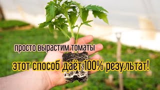 ПОСЕЙ ТАК #ТОМАТЫ И ВСХОДЫ БУДУТ 100%.#результат #способ   #посев #дача #огород #садиогород