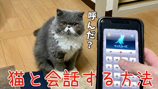 【猫の鳴き声】猫語翻訳機で会話したブサカワ猫の反応が可愛すぎる