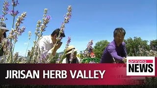 Jirisan Herb Valley attracts domestic travelers with various programs